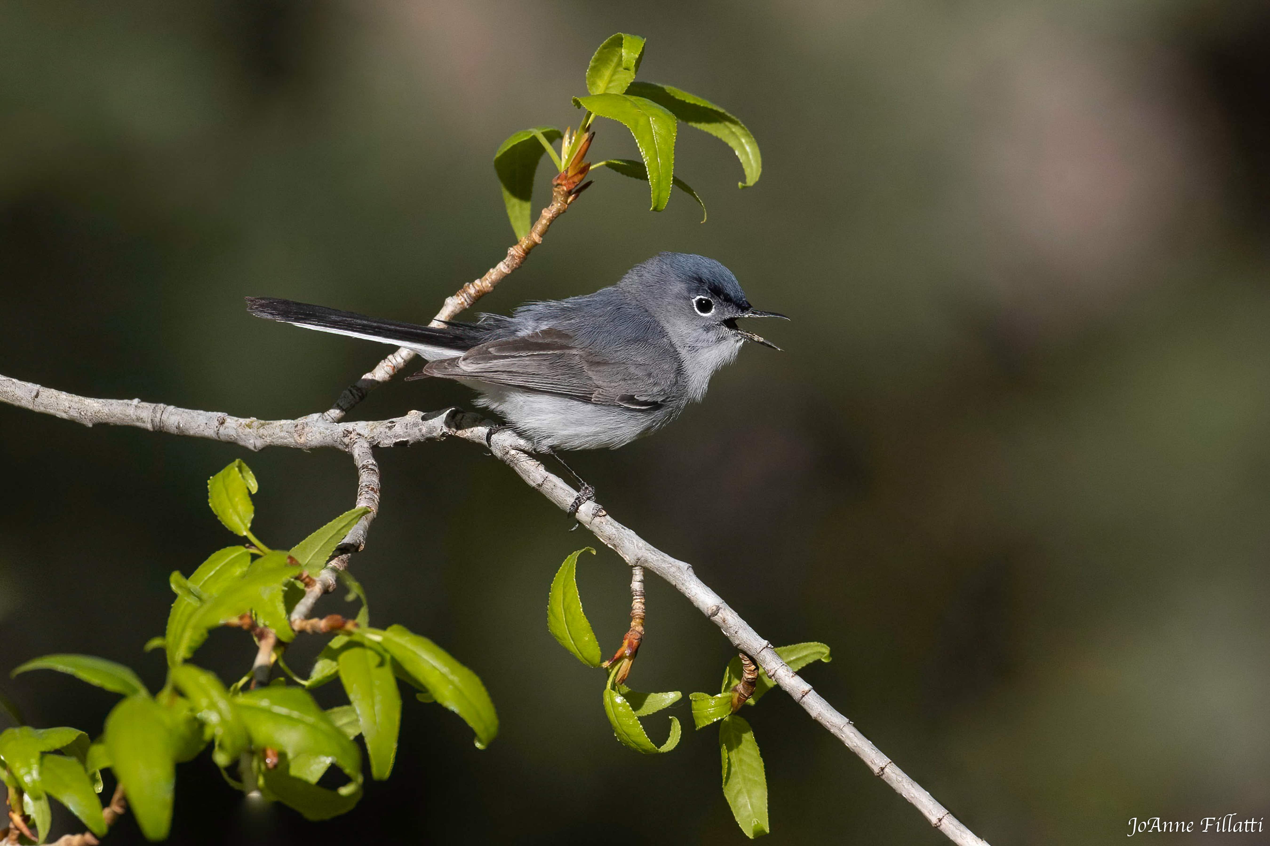 bird of arizona image 16